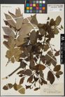 Foto von Salix glandulosa Seemen
